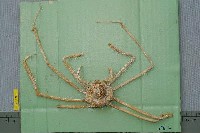 藏品(毛飾扁蛛蟹)的圖片